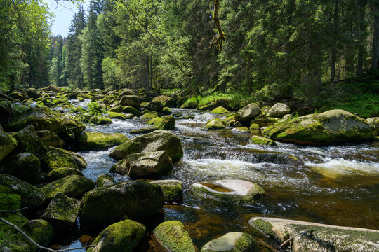Vydra, Widra