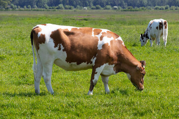 Fototapeta na wymiar Dutch brown spotted cow grazing in a green grass field 