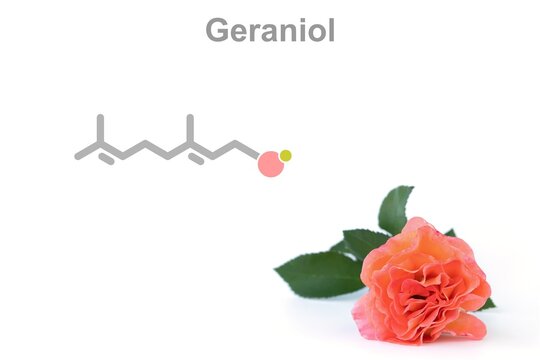 Simplified formula icon of geraniol and an orange tea rose.