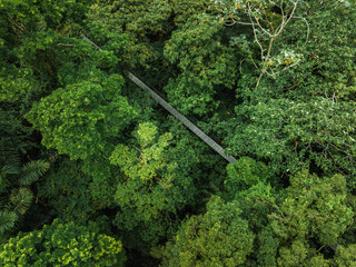 View of narrow footbridge between green tropical trees located in jungle of Costa Rica. Hanging Bridge, Monteverde Cloud Forest, Costa Rica