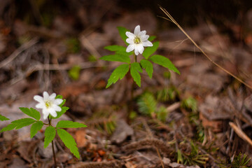 The first flowers of spring are snowdrops.