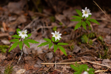 The first flowers of spring are snowdrops.
