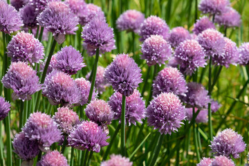  Purple chive flowers in the garden, Allium Schoenoprasum, close up
