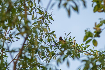 The bird is sitting on the branches