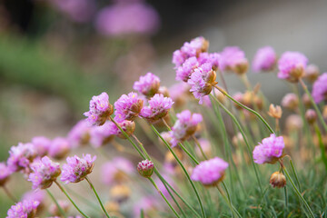 flowers in the field