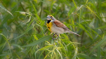 dickcissel 