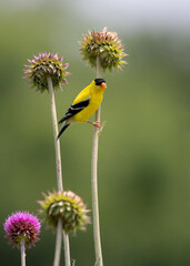 goldfinch