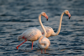Greater flamingo in Evening mood // Rosaflamingos im Abendlicht (Phoenicopterus roseus) - Axios-Delta, Greece