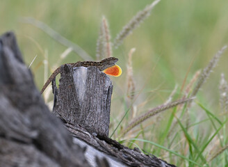  Brown anole display.