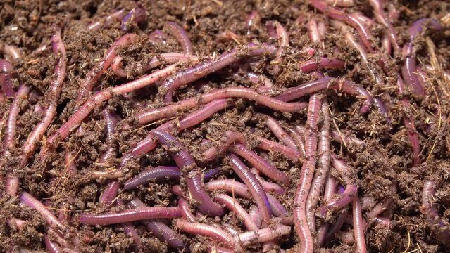 Group of earthworms crawling on the dirt