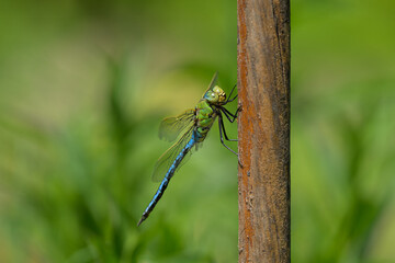 An emperor dragonfly resting on a pole