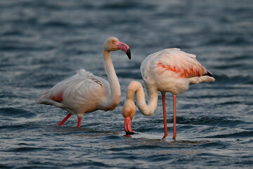 Fototapeta na wymiar Greater flamingo in Evening mood // Rosaflamingos im Abendlicht (Phoenicopterus roseus) - Axios-Delta, Greece