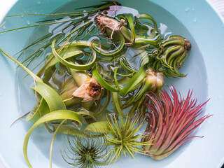 Xerographica lower left and many other Tillandsia plants, watering by soaking or dunking in a bowl of water and allowing the trichomes and leaves to soak up water. Houseplant care. 
