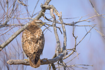 A Common Buzzard sitting on a tree