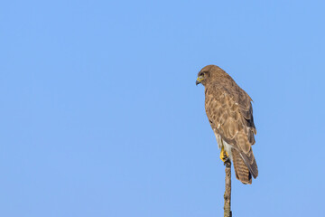 A Common Buzzard sitting on a tree