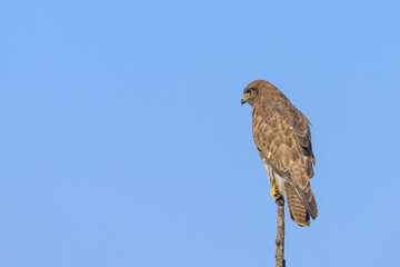 A Common Buzzard sitting on a tree