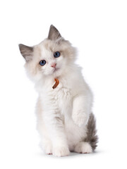 Sweet blue bicolor Ragdoll cat kitten, sitting up facing front with one paw up. Looking towards camera with blue eyes. Isolated on a white background.