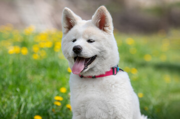 portrait of a white akita inu puppy