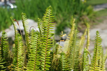 Fern in the roadside. Images beautiful.