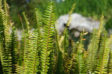 Fern in the roadside. Images beautiful.
