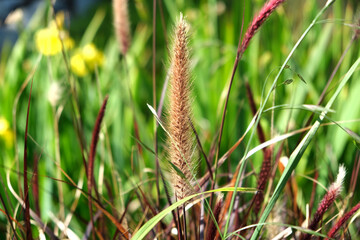 Lesser spear grass roadside. Image beautiful.