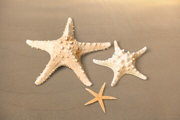 Different types of dry starfish on sand