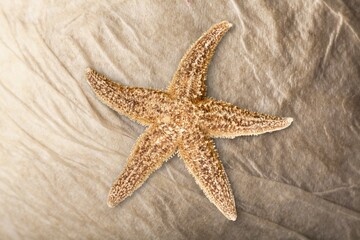 Different types of dry starfish on sand