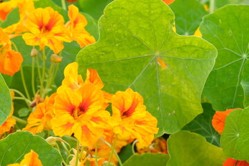 Flower rotten on the tree. 