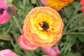 Carnation flower in the garden.