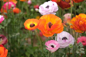 Carnation flower in the garden.