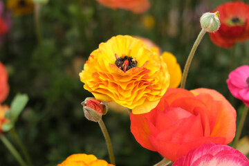 Obraz premium Carnation flower in the garden.