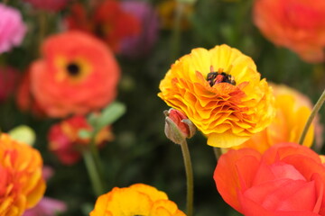 Obraz premium Carnation flower in the garden.