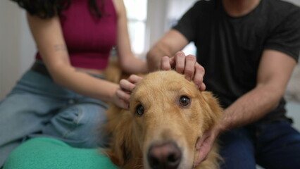 Dog owners petting their beautiful Golden Retriever indoors. Man and woman interacting with Pet