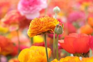 Carnation flower in the garden.