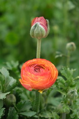 Carnation flower in the garden.