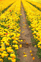 Carnation flower in the garden.