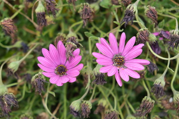 Flower rotten on the tree. Daisy is rotten on the tree.