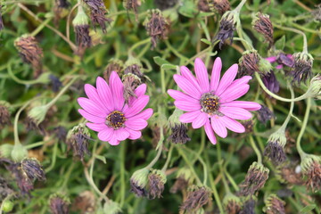 Flower rotten on the tree. Daisy is rotten on the tree.