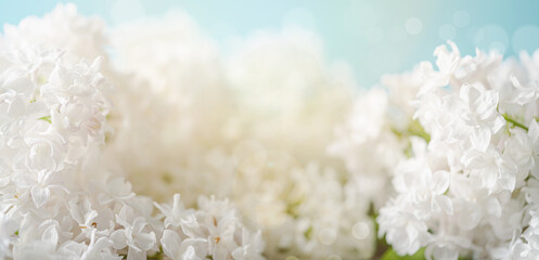 Blooming white lilac flowers