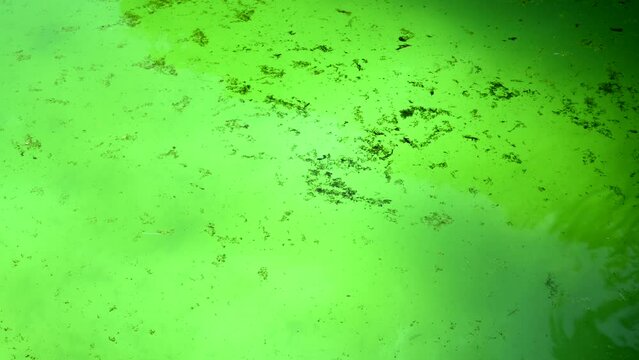 Dead algae and pond scum floating in green water in a pool