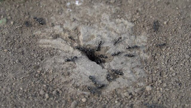 Colony black ants crawling near hole anthill close-up. Together insects working their nest in earth. Looking at teamwork arthropod families lasius. Ecosystem of wildlife. Entomology of ants house.