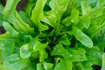 Lettuce in the garden. Images beautiful.