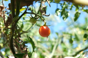 Tomato is wilted and slowly dying.