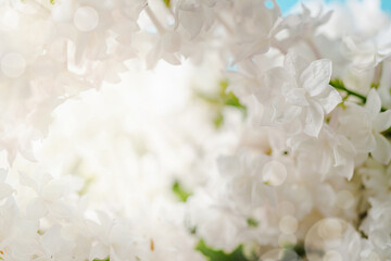 Blooming white lilac flowers