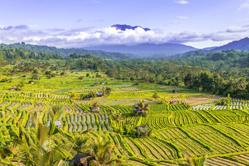 Rice fields in Sidemen valley with Mount Agung in the background, Bali, Indonesia.