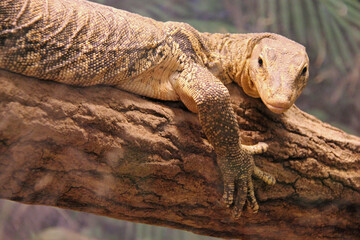 monitor lizard (?) in a zoo in osaka (japan)
