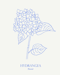 Hydrangea, flower, hydrangeas, line art, drawing,  sketch, floral illustration, blossom, bloom, botanical drawing 