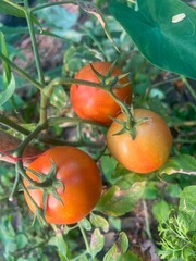 tomatoes on the vine