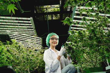 Scientist at marijuana farm with beautiful leafy marijuana plant growing on the farm. Verifying the...