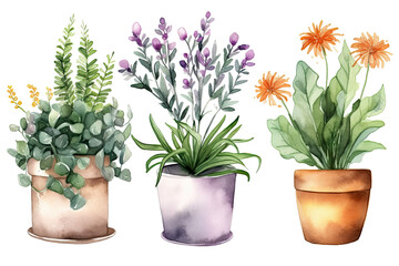 Watercolor of minimal Flowers Houseplant blooming isolated on clear png background, elements natural botanical, leaves, flowers and herbs, set of tree plant collection, with Generative Ai.